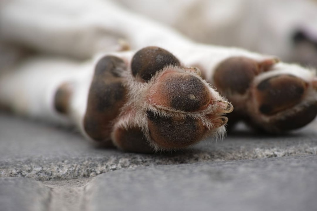 servicios crematorios para mascotas