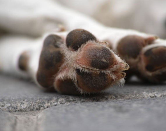 servicios crematorios para mascotas