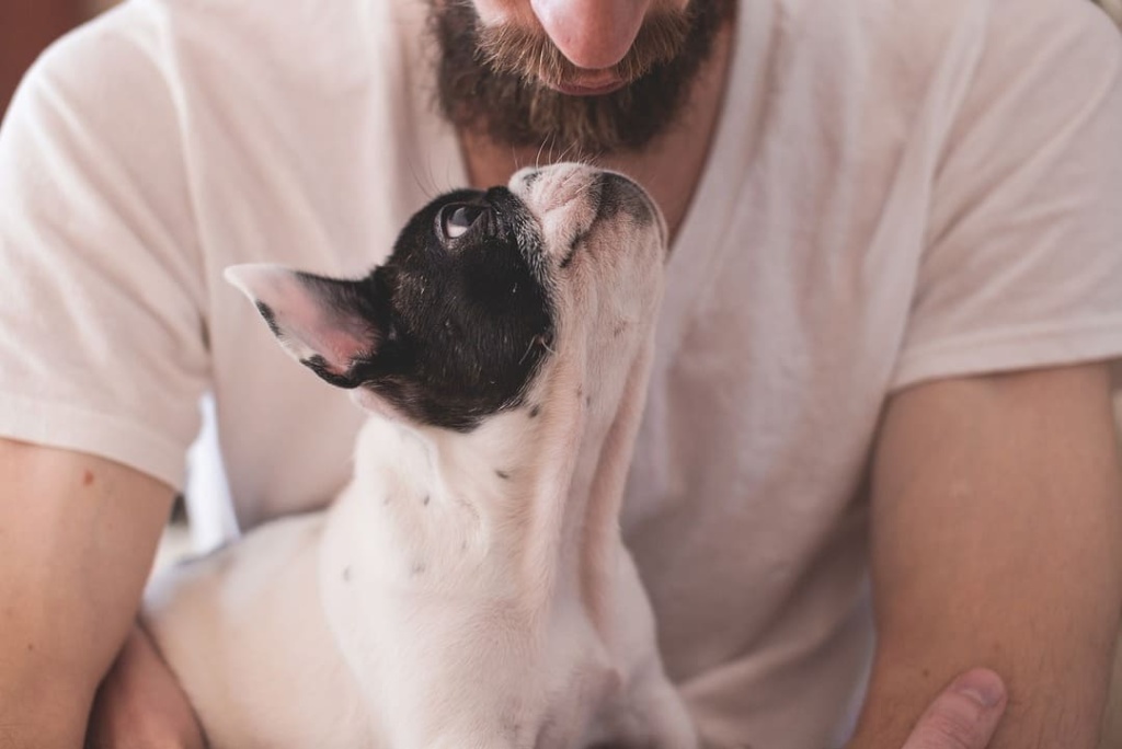 despedida digna a mi mascota