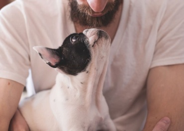 ¿Cómo darle una despedida digna a mi mascota?